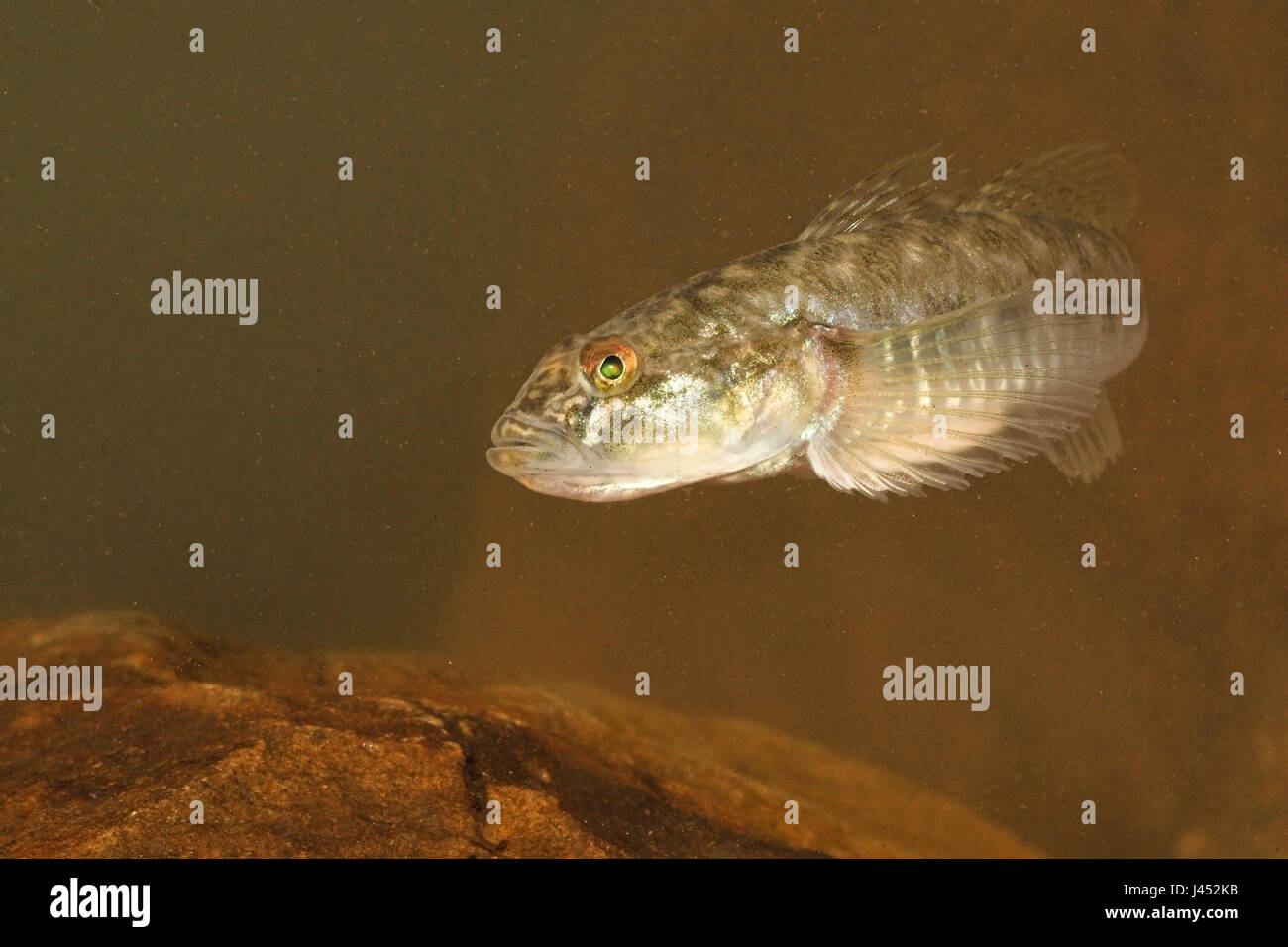 photo of a Monkey goby above rocks at the bottom Stock Photo