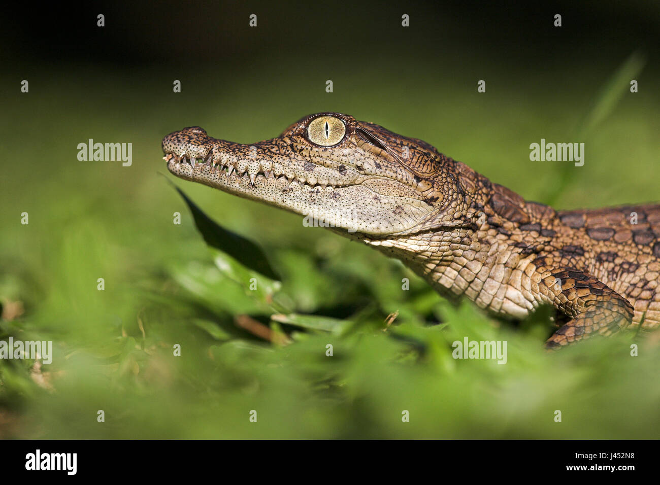 Portrait of a nile crocodile hatchling Stock Photo