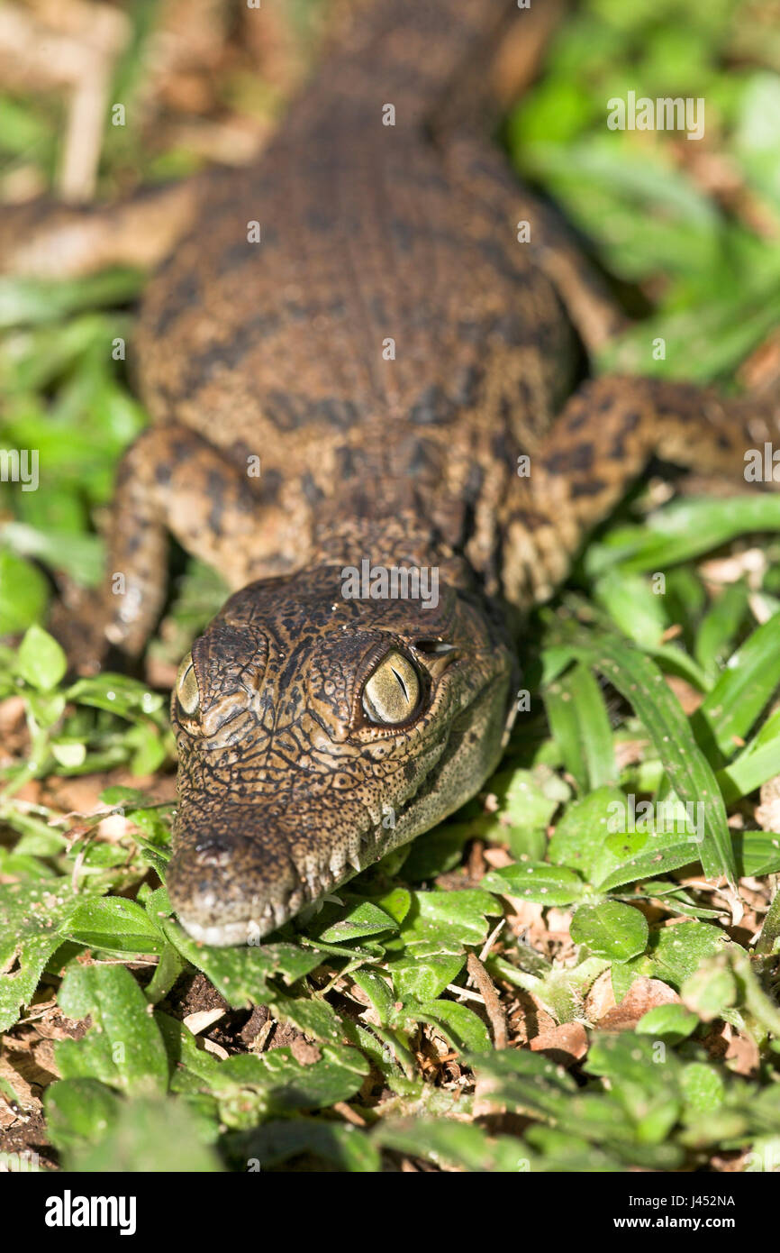 Portrait of a nile crocodile hatchling Stock Photo