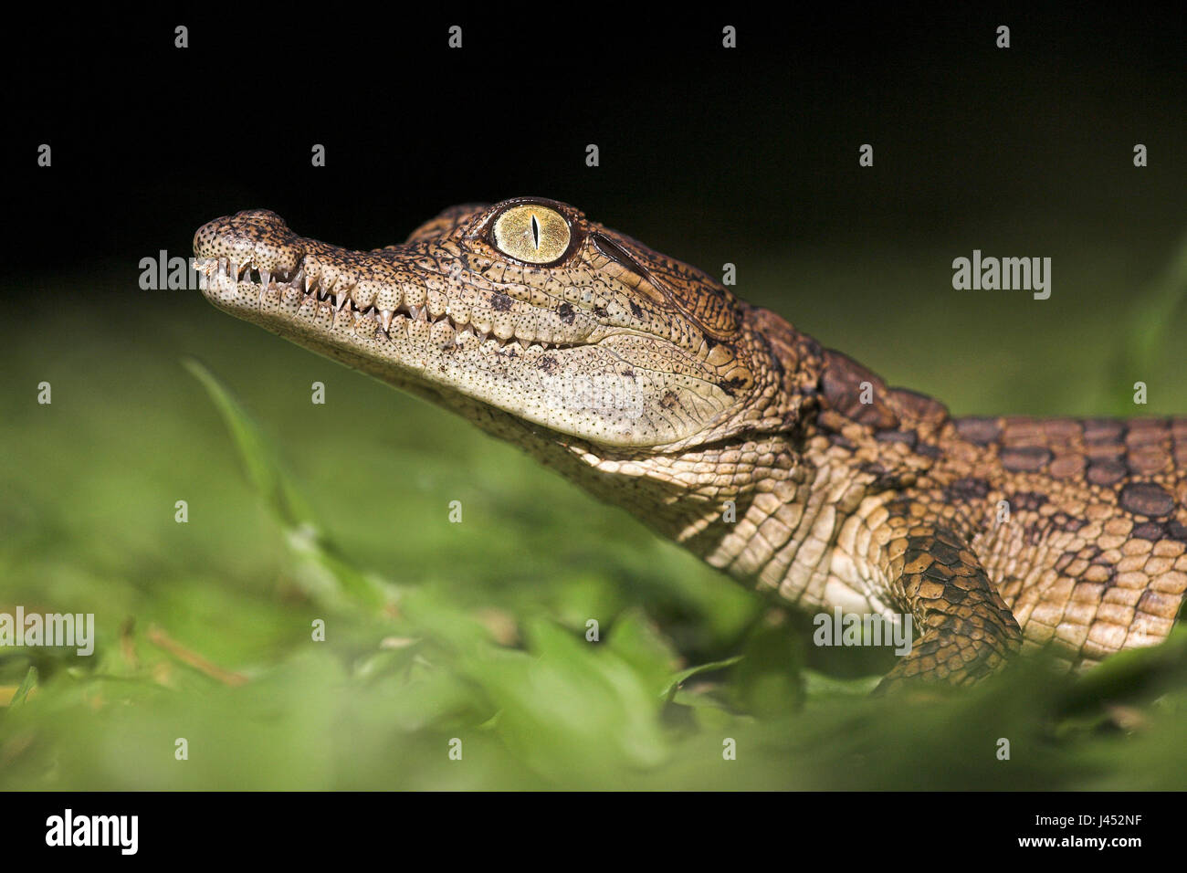 Portrait of a nile crocodile hatchling Stock Photo