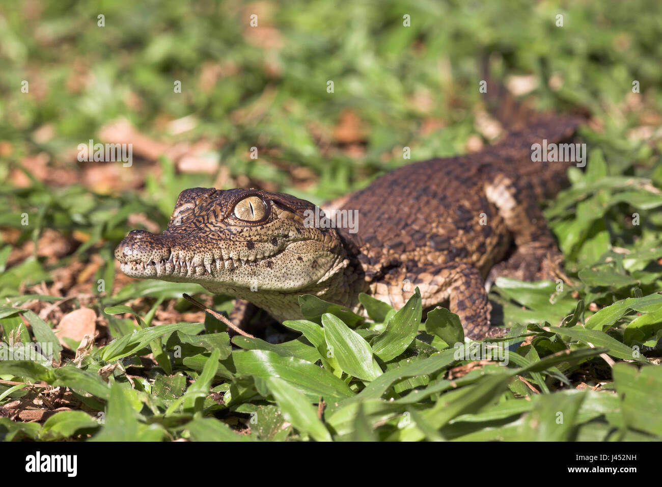 Photo of a nile crocodile hatchling Stock Photo