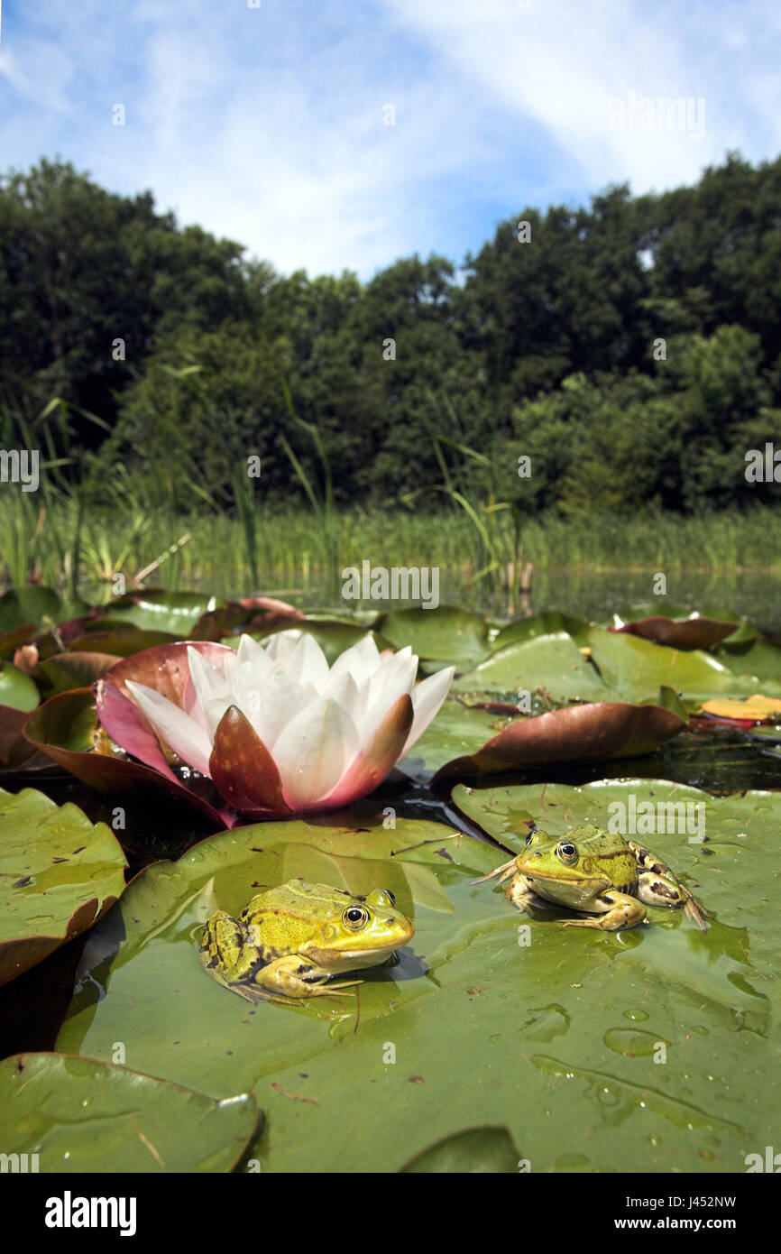photo of two edible frogs sitting on a leaf of european white waterlilly with a flower in the background photographed in their natural environment Stock Photo