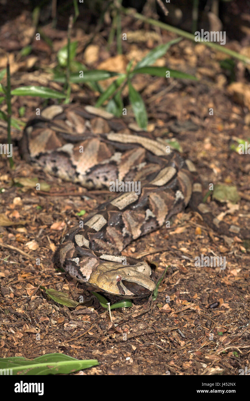 overview of a gaboon adder that blends into its environment Stock Photo ...