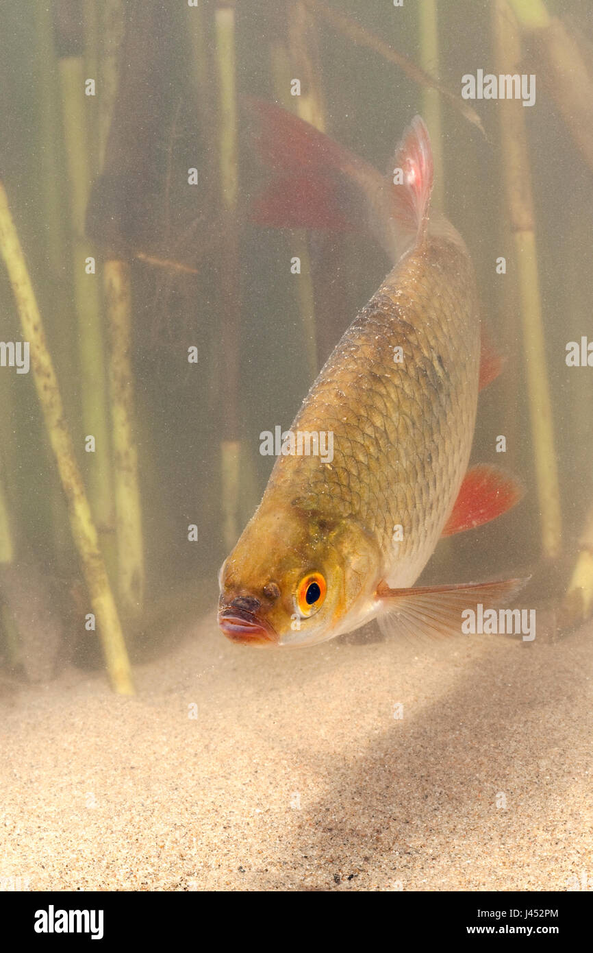 Italian Rudd vertical photo of a swimming rudd Stock Photo - Alamy