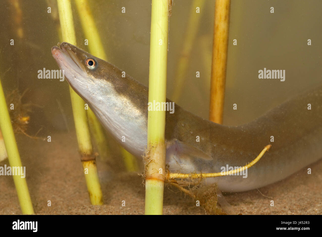 portrait of an eel between reed Stock Photo