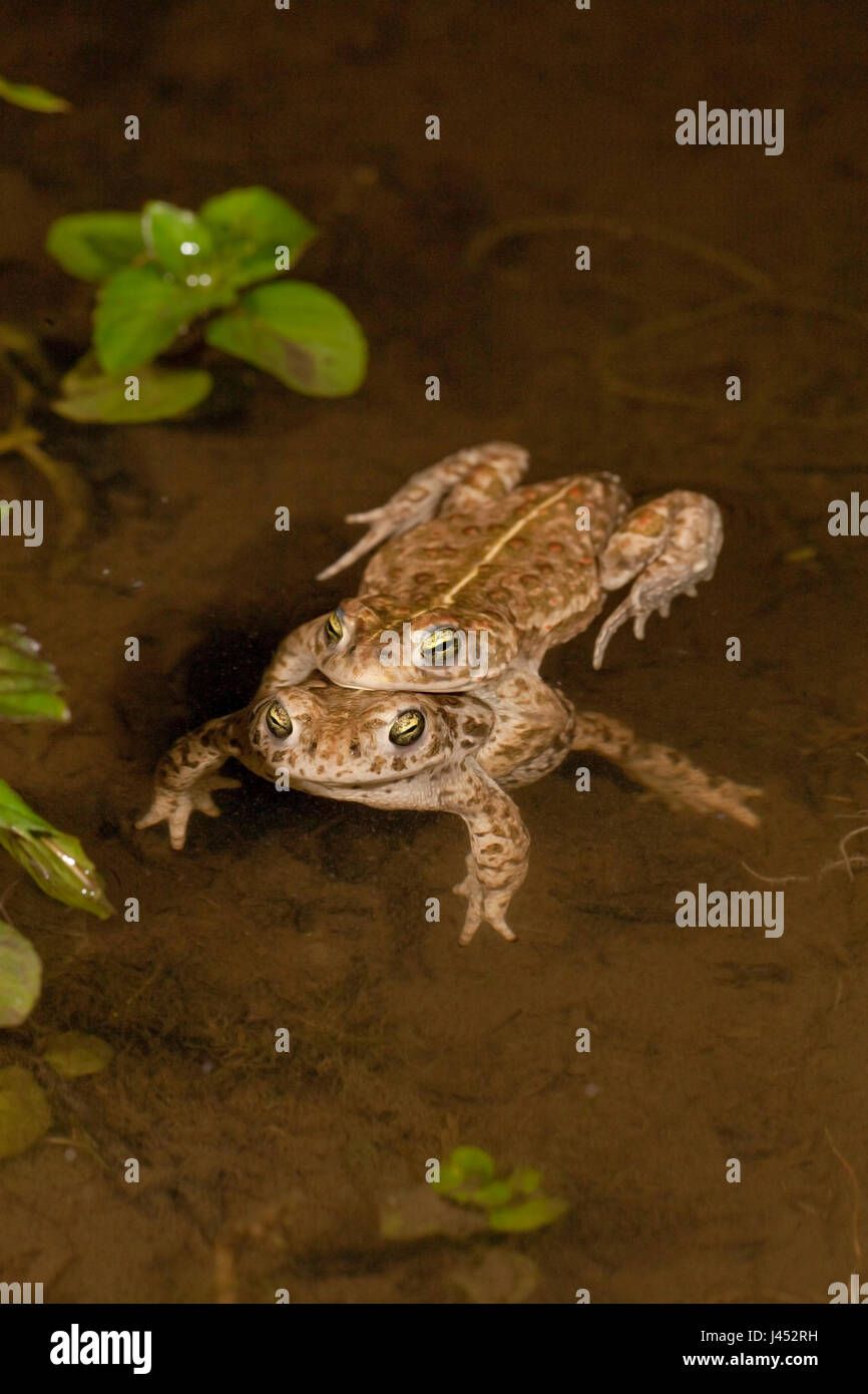photo of a pair of natterjack toads in the water Stock Photo