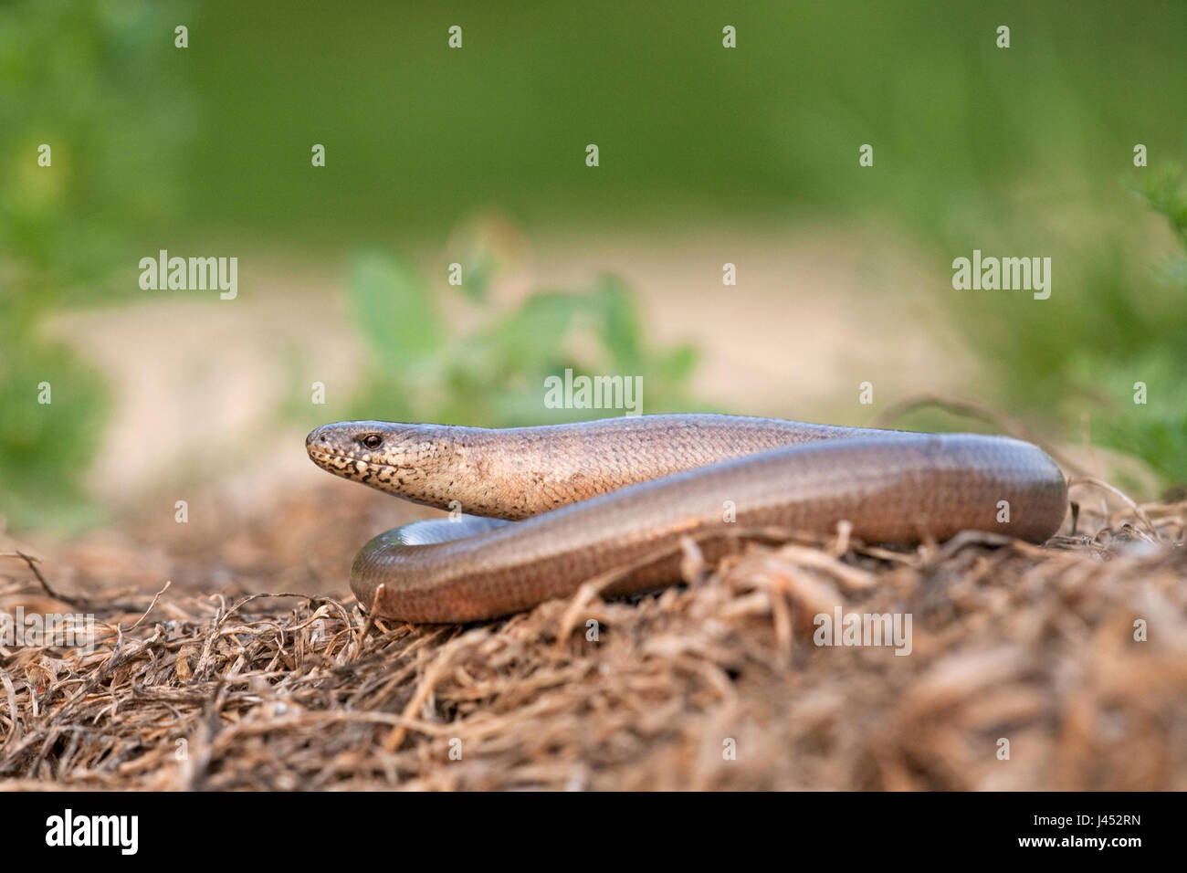 photo of a basking slow worm on a compost heap with a green background Stock Photo