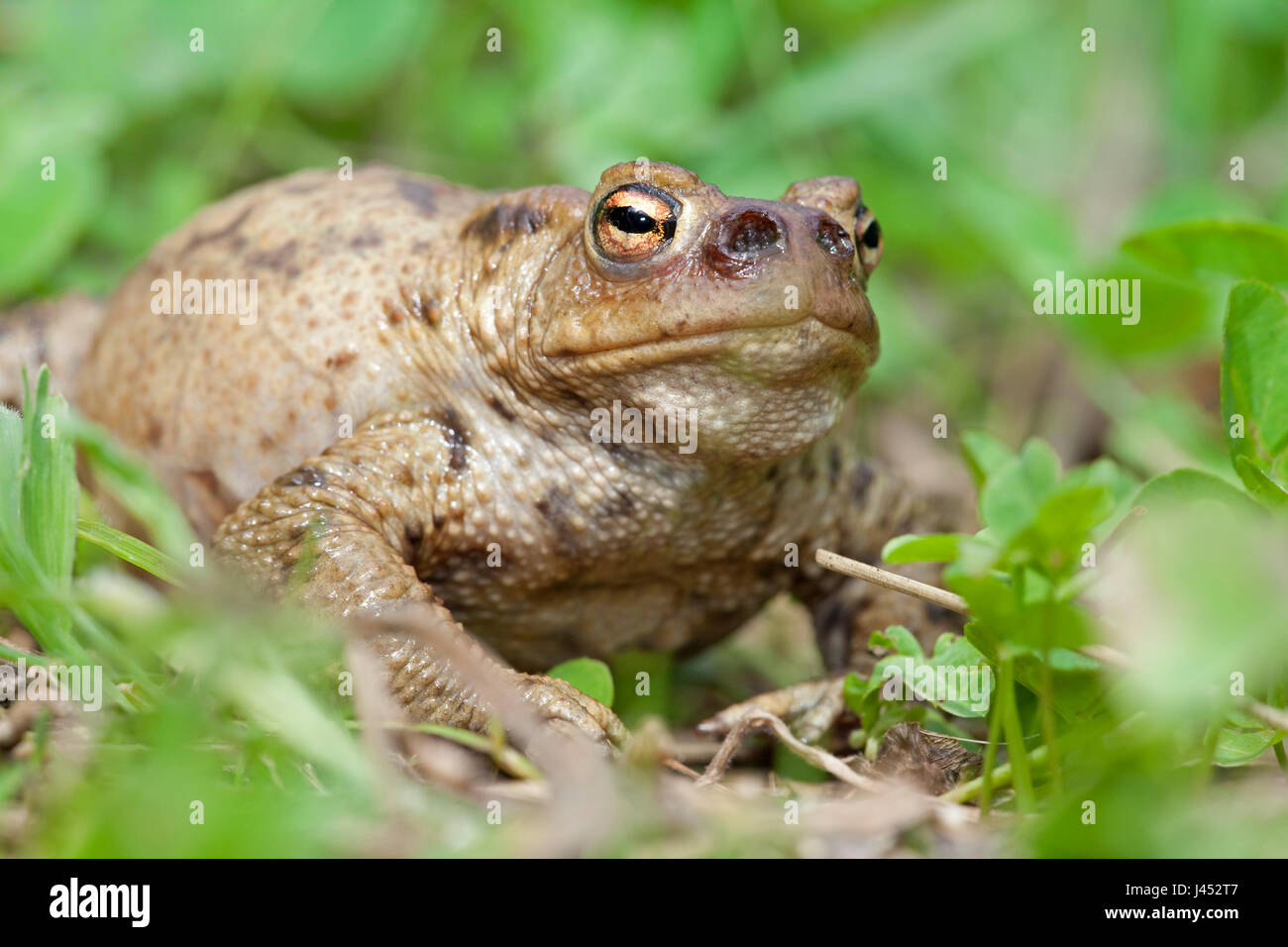 Foto van een gewone pad die geinfecteerd is met de larven van de groene paddenvlieg. Deze vlieg legt haar eitjes in de neusgaten van een pad, de larven (maden) eten dan langzaam de pad op, hier zie je dat de neusgaten al zijn uitgegeten, de pad zal aan een langzame (waarschijnlijk pijnlijke) dood sterven; Photo of a common toad that has been infected by the Lucilia bufonivora fly. This fly places her eggs in the nostril of the toad, the larvae then slowly eat the toad from the inside which finally results in death; Stock Photo
