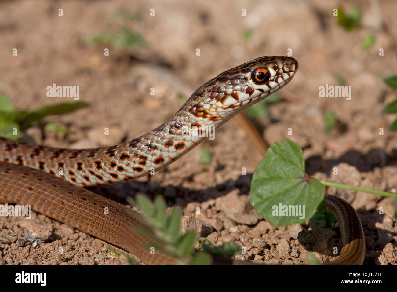 portrait of a caspian whip snake, one of the fastest snakes of Europe Stock Photo
