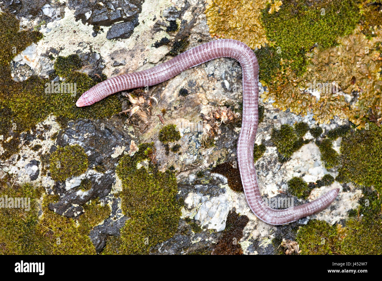 photo of an Anatolian worm lizard on a rock with lichens Stock Photo