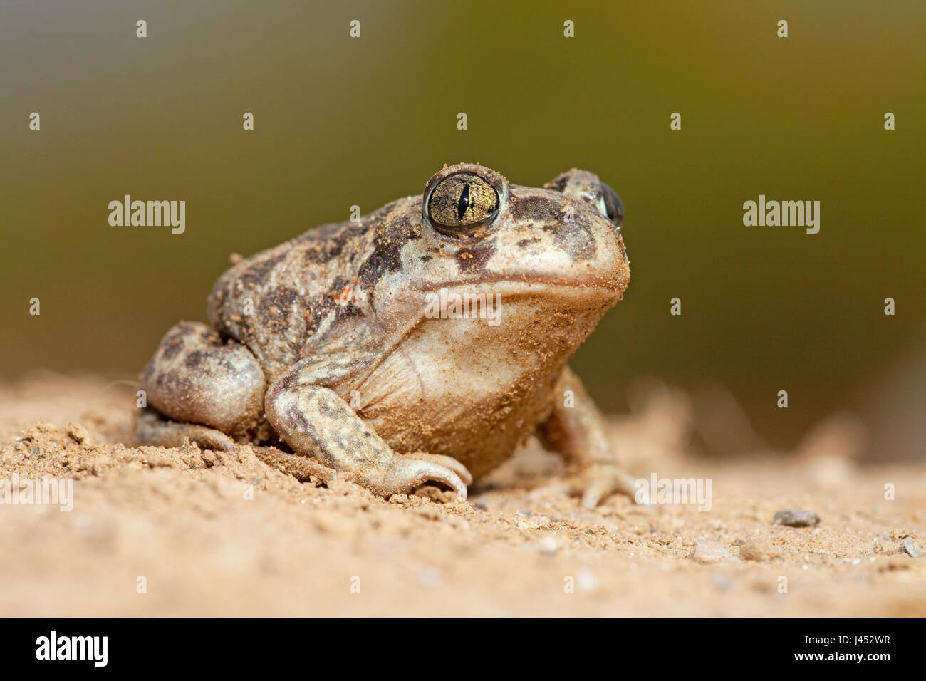 Foto van een juveniele Syrische knofloopad op zand met een tegen een zachte groene achtergrond; photo of a juvenile Eastern spadefoot toad on sand against a soft green background; Stock Photo