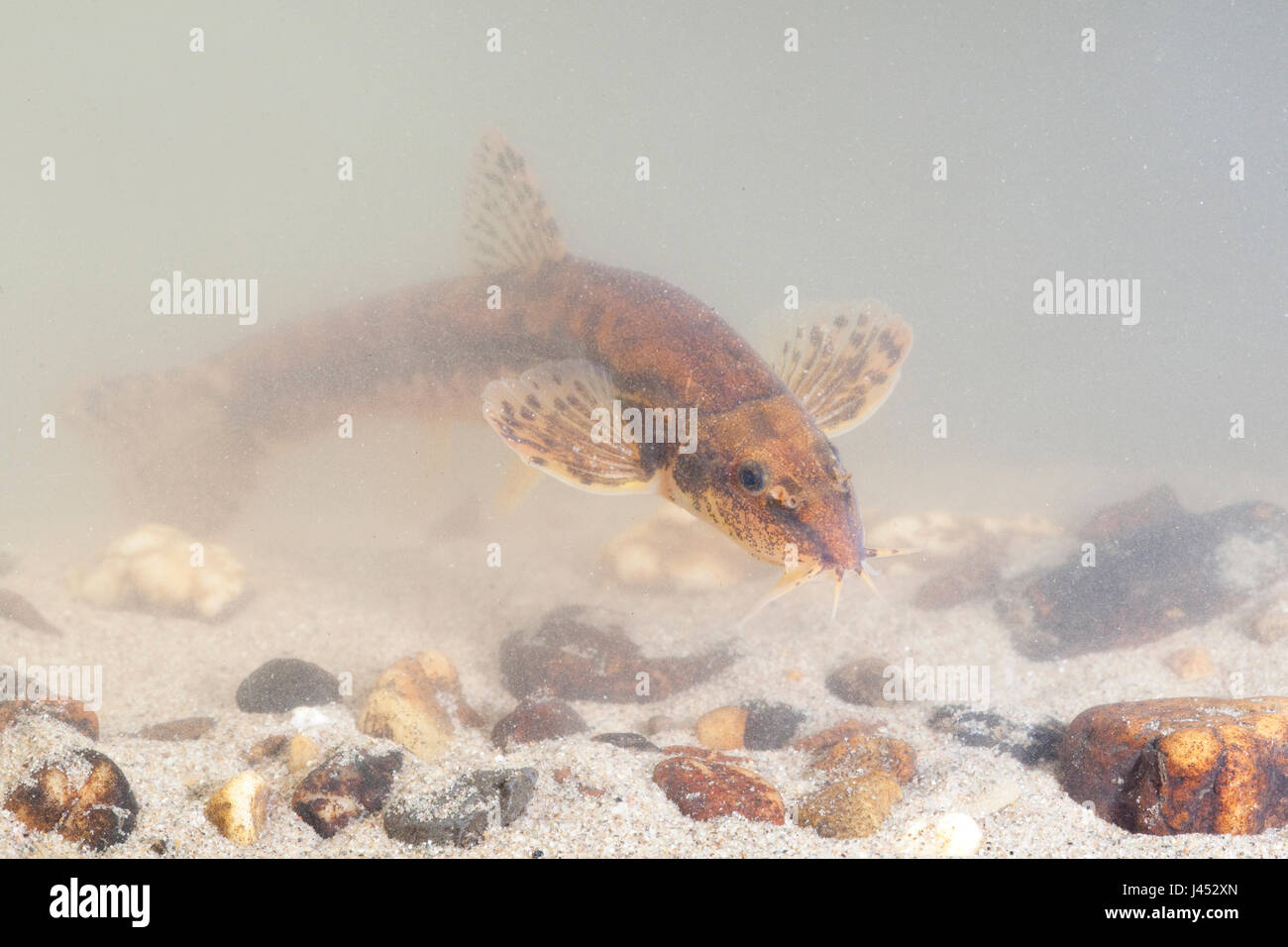 Photo of an adult stone loach swimming above the bottom Stock Photo