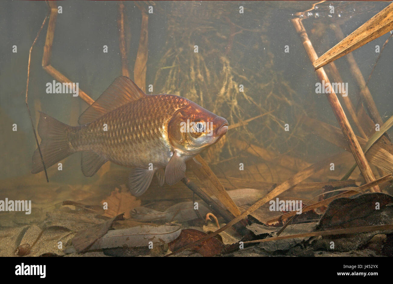 Photo of a gibel carp swimming in its environment underwater between reed and dead leafs. Carassius auratus gibelio. Stock Photo