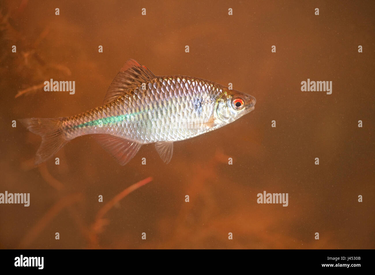 overview of a male bitterling against a brown background Stock Photo