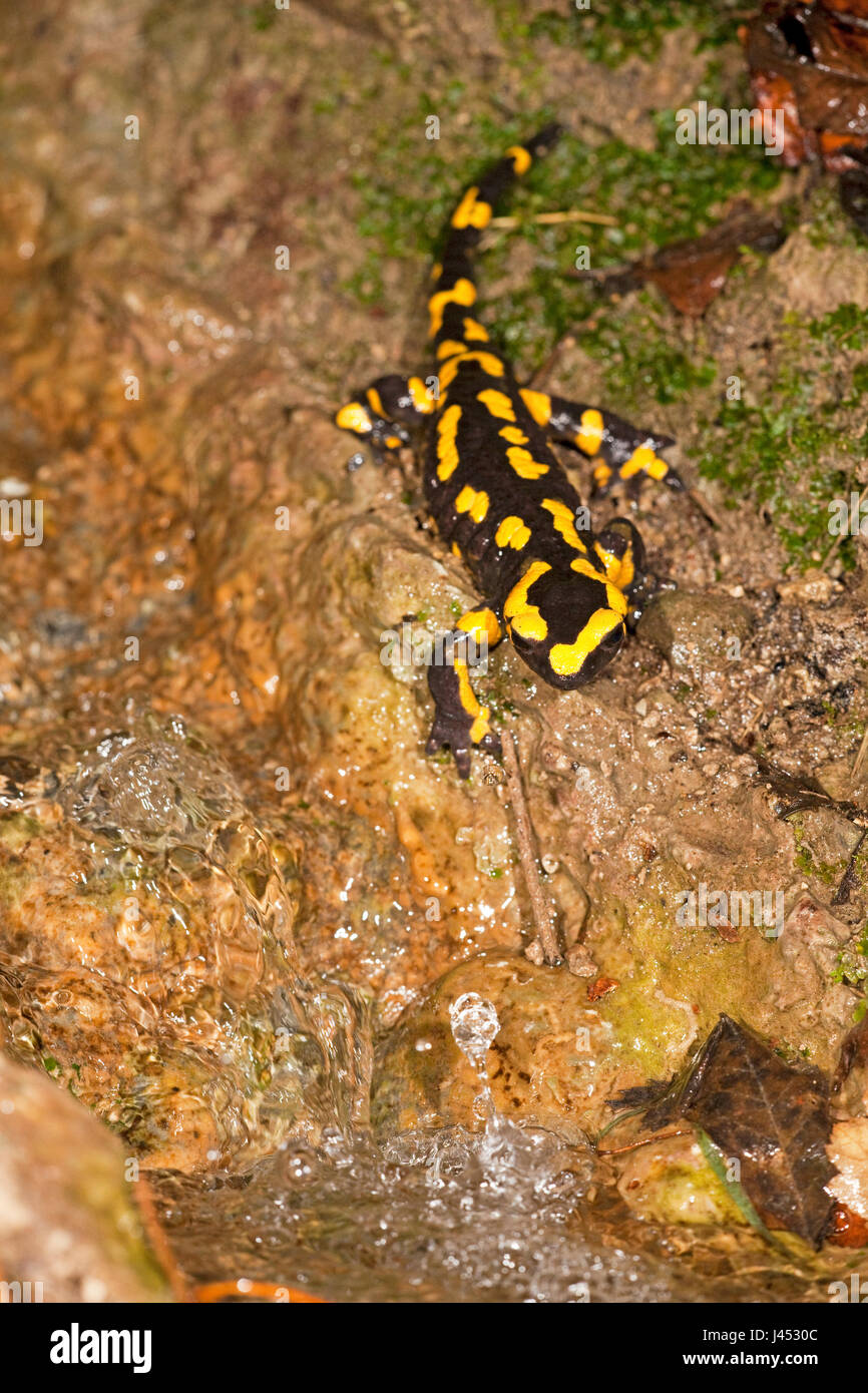 Staande foto van een vrouwtjes vuursalamander bij een beek om larven af te zetten; vertical photo of a female fire salamander near a stream to give birth to her larvae; Stock Photo