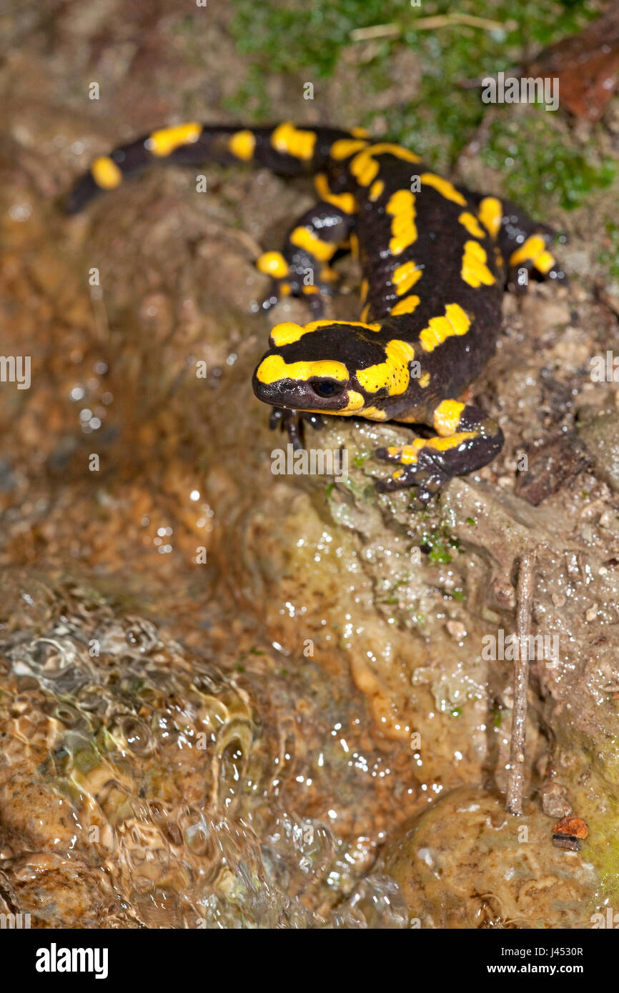 Staande foto van een vrouwtjes vuursalamander bij een beek om larven af te zetten; vertical photo of a female fire salamander near a stream to give birth to her larvae; Stock Photo