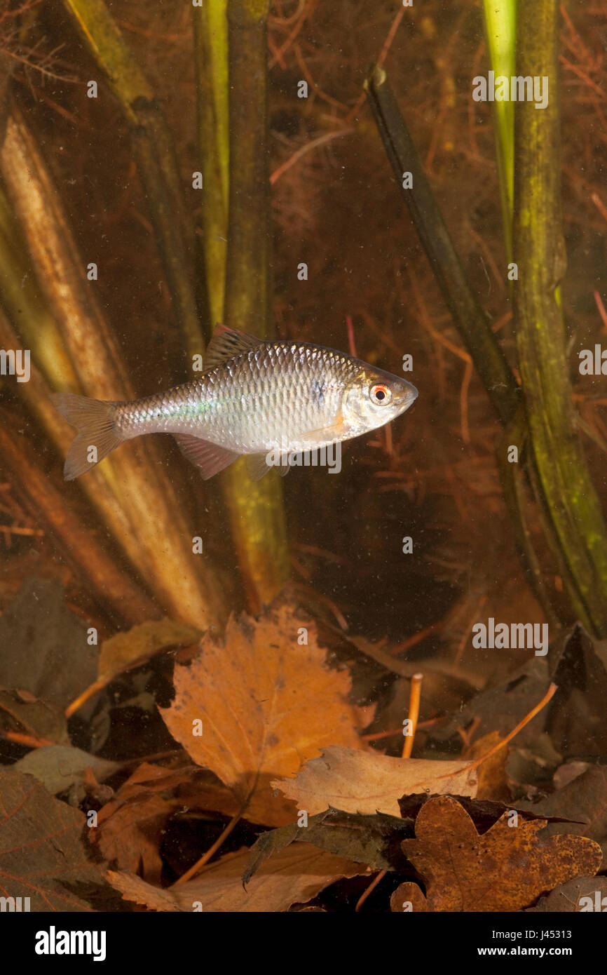 vertical photo of a swimming bitterling Stock Photo