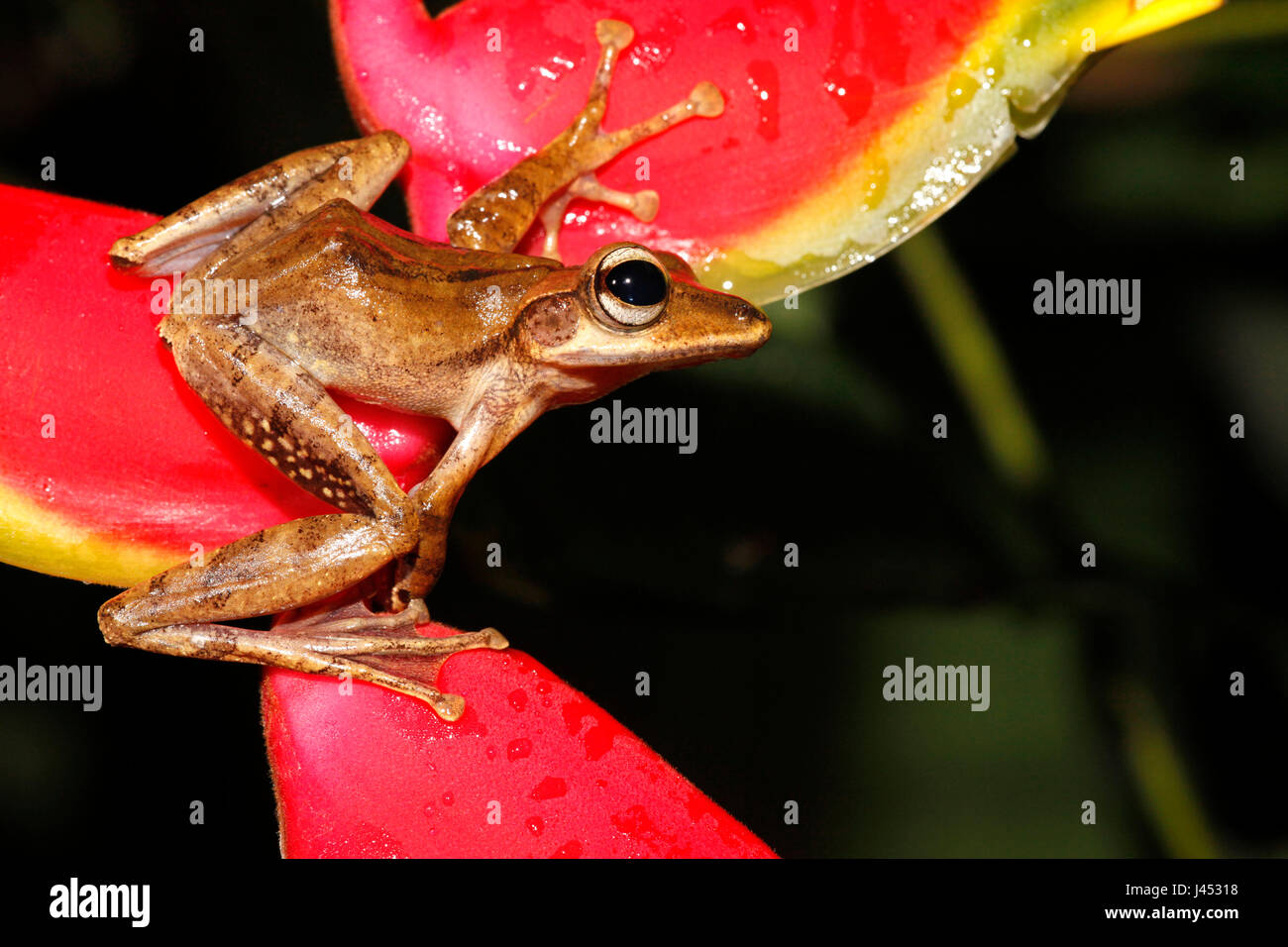 photo of a fourlined tree-frog on a Crab Claw Flower Stock Photo