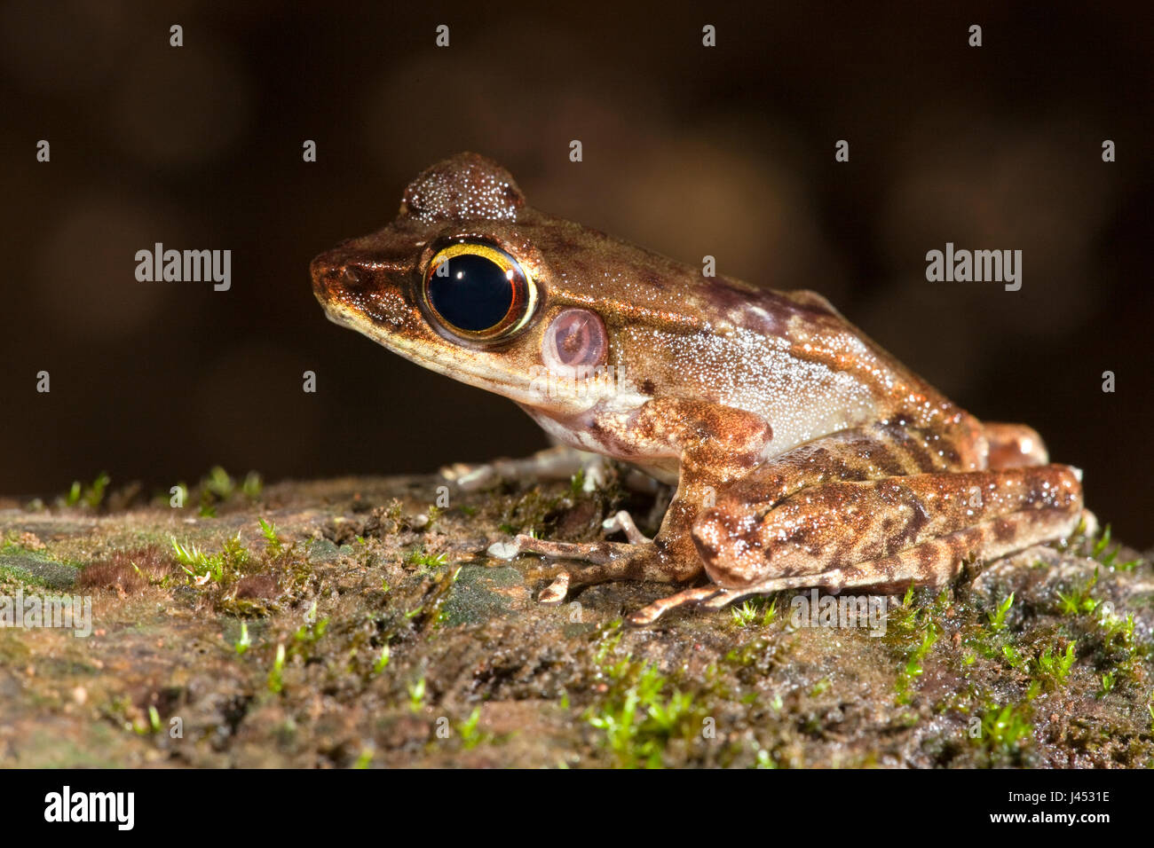 photo of a Northern torrent frog on a rock Stock Photo