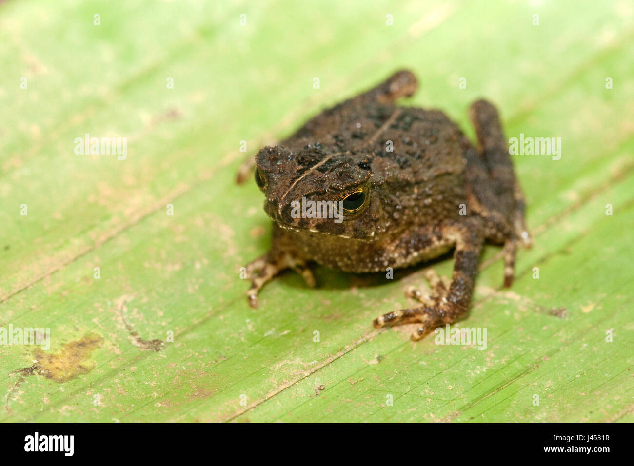 Foto van een crested toad; photo of a crested toad; Stock Photo