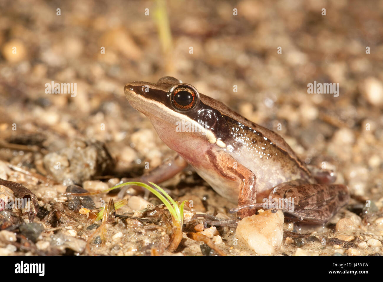 Foto van een Rana nicobariensis; photo of a cricket frog; Stock Photo