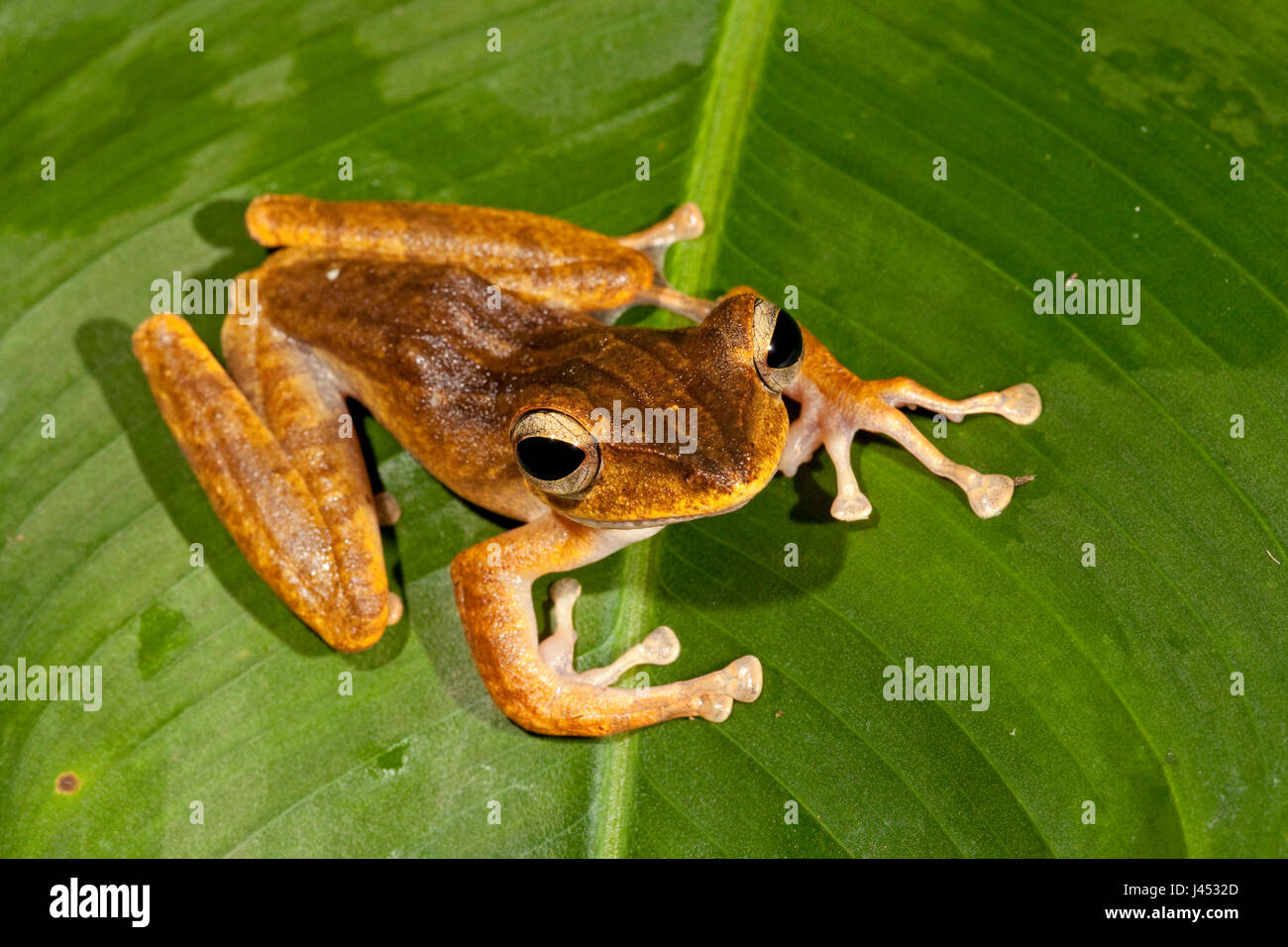 photo of a four-lined tree frog on a green leaf Stock Photo