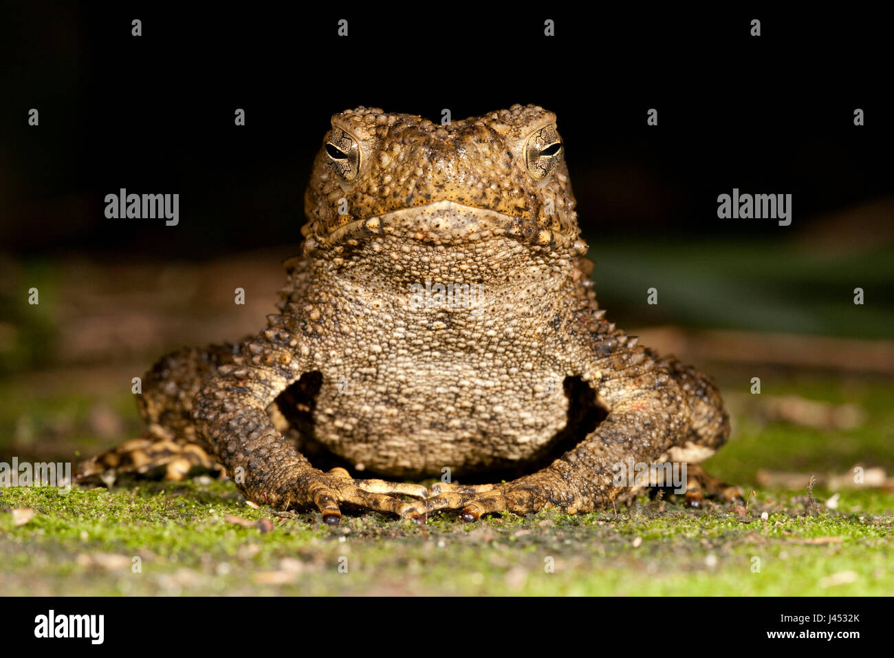 Foto van een enorme pad (Bufo Juxtasper); photo of the enormous giant river toad; Stock Photo