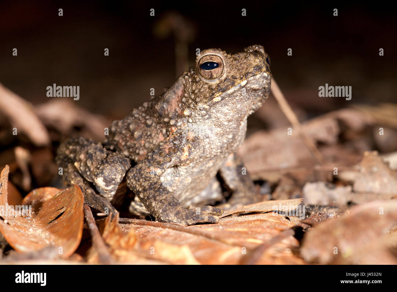 Foto van een enorme pad (Bufo Juxtasper); photo of the enormous giant river toad; Stock Photo