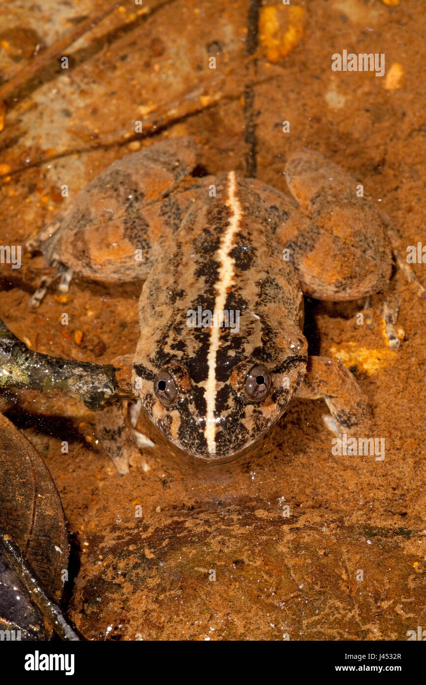 photo of a Kuhl's creek frog Stock Photo