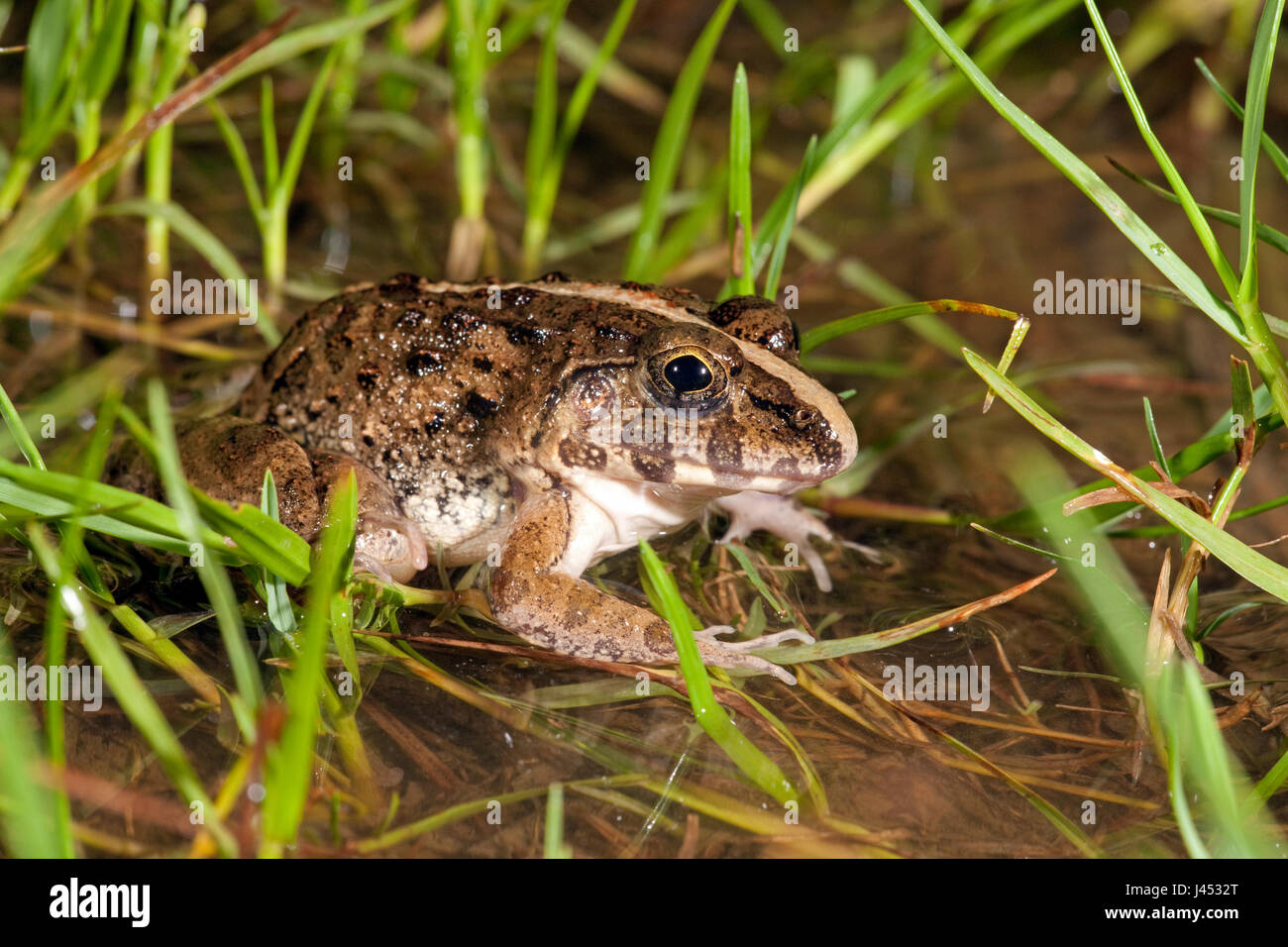 photo of a grass frog in a rainpool between grass Stock Photo