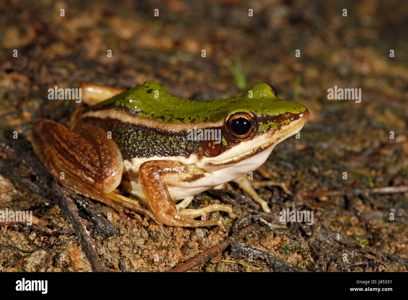 photo of an adult green paddy frog Stock Photo