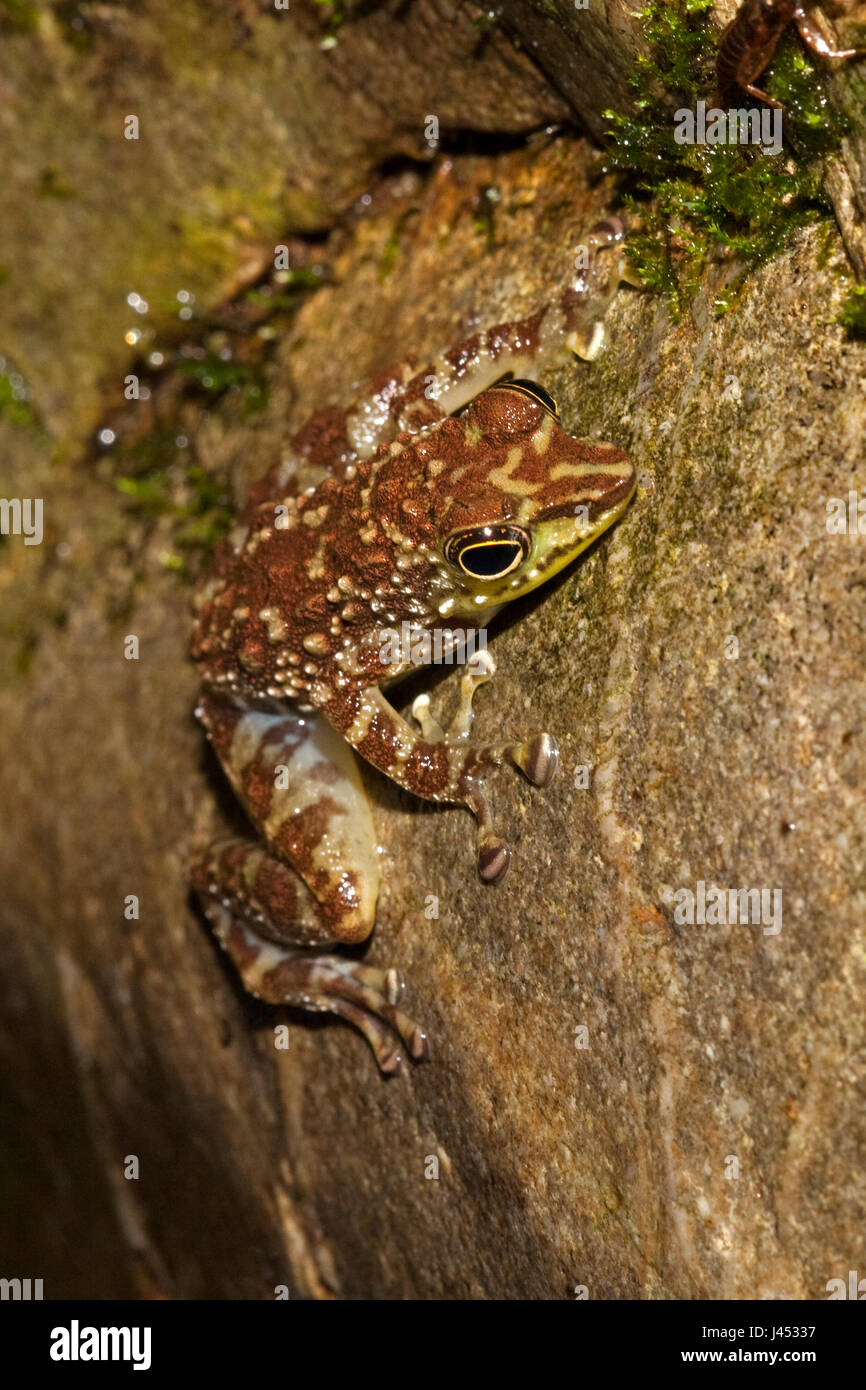 photo of a green-spotted rock frog on a rock in the river Stock Photo