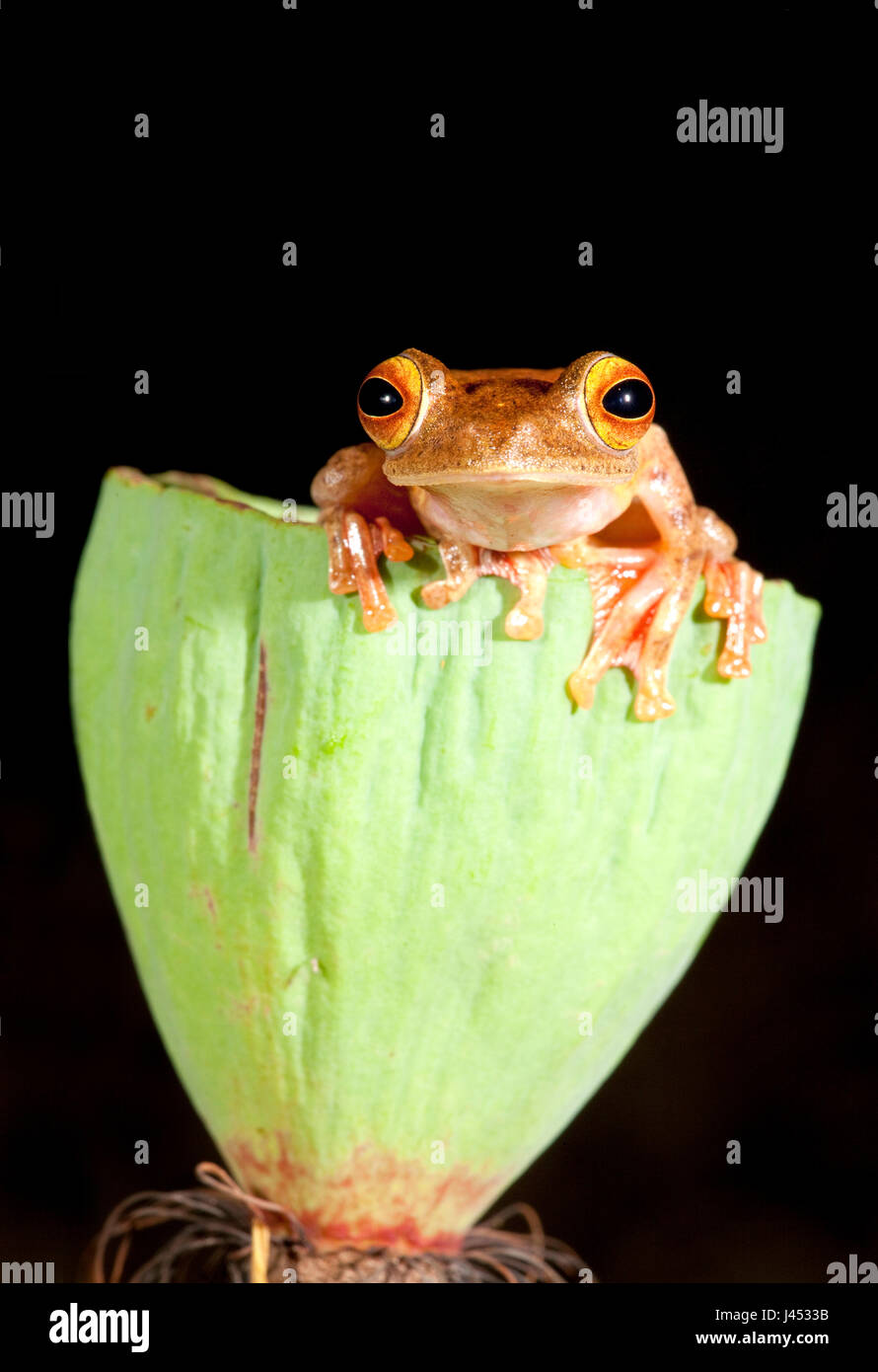 photo of a harlequin tree frog sitting on a lotus flower Stock Photo