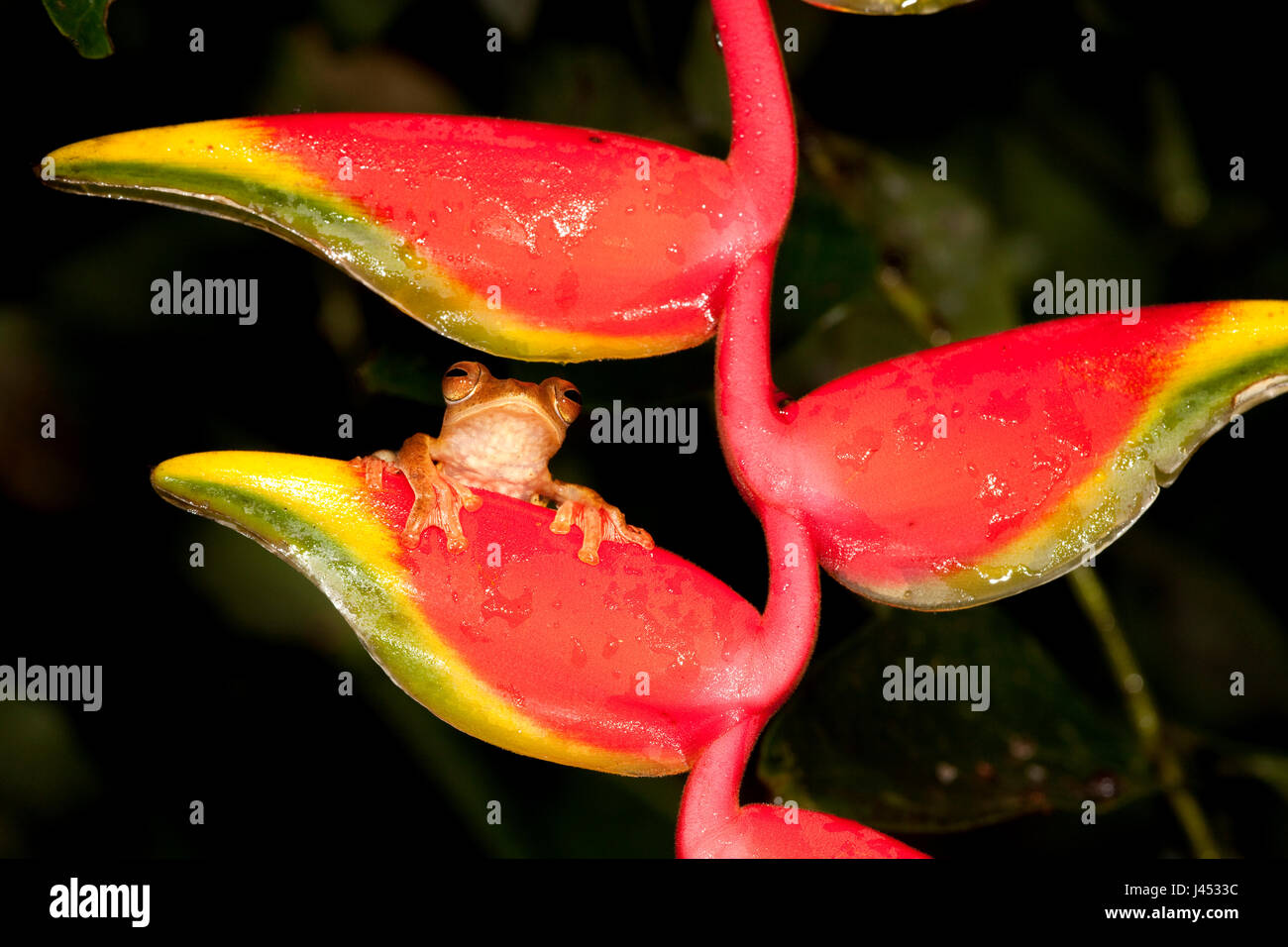 Photo of a Harlequin tree frog looking between the flowers of a Crab Claw Flower Stock Photo