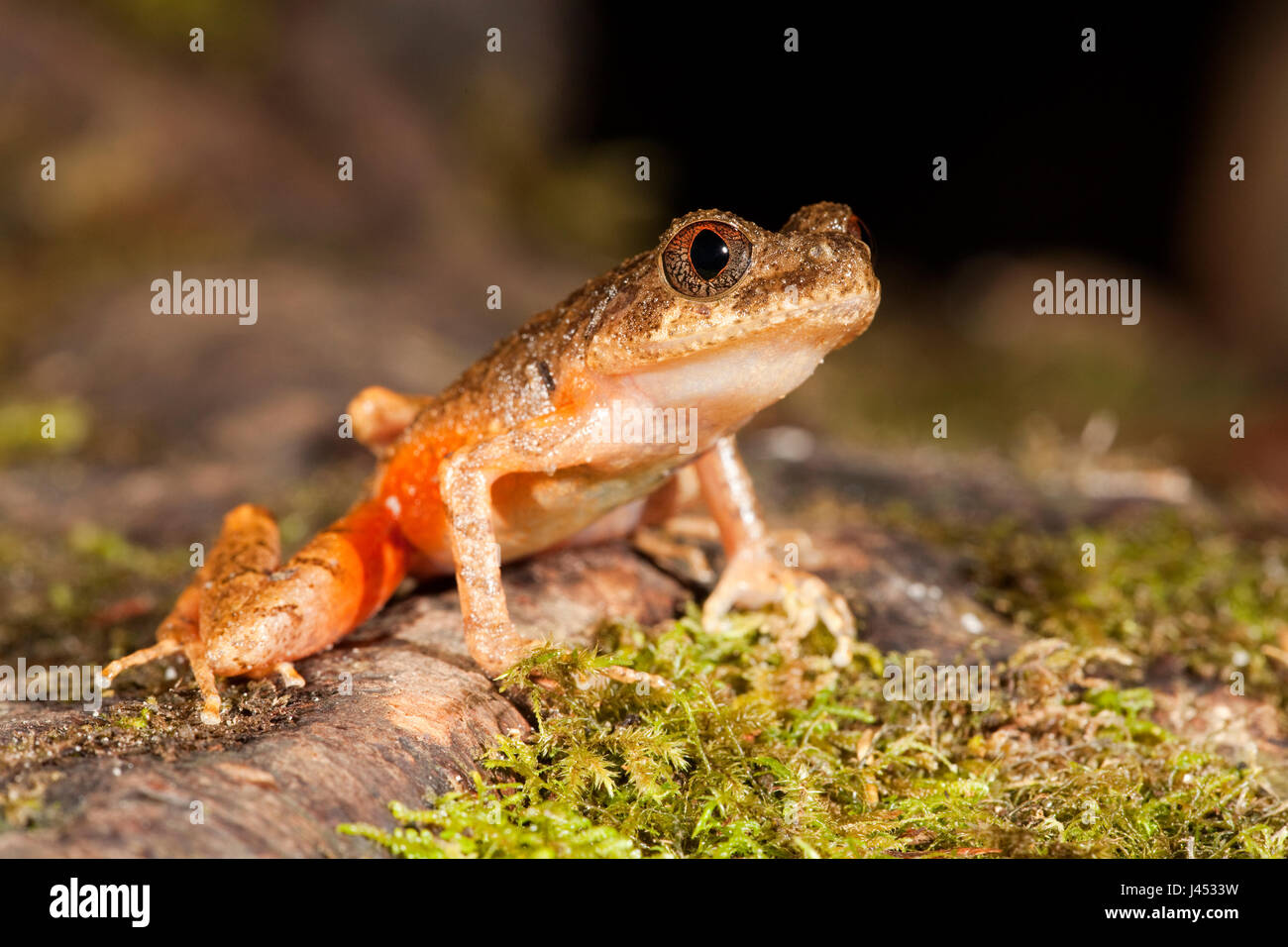 Foto van een Kinabalu slender litter frog; photo of a Kinabalu slender litter frog; Stock Photo