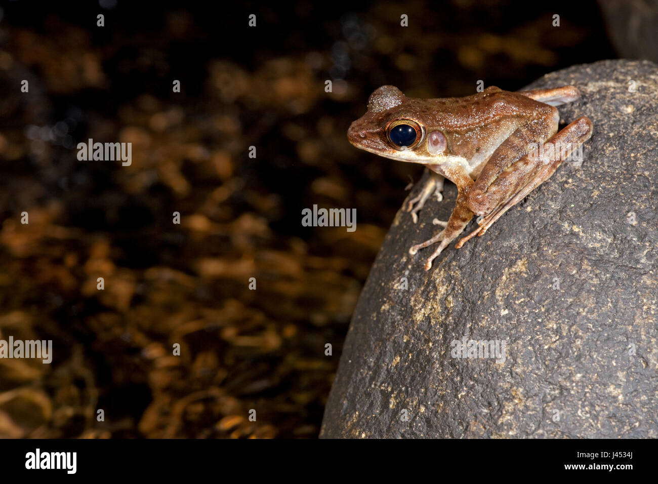 photo of a Northern torrent frog on a rock Stock Photo