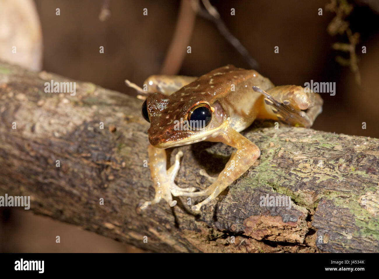 photo of a Northern torrent frog on a branch Stock Photo