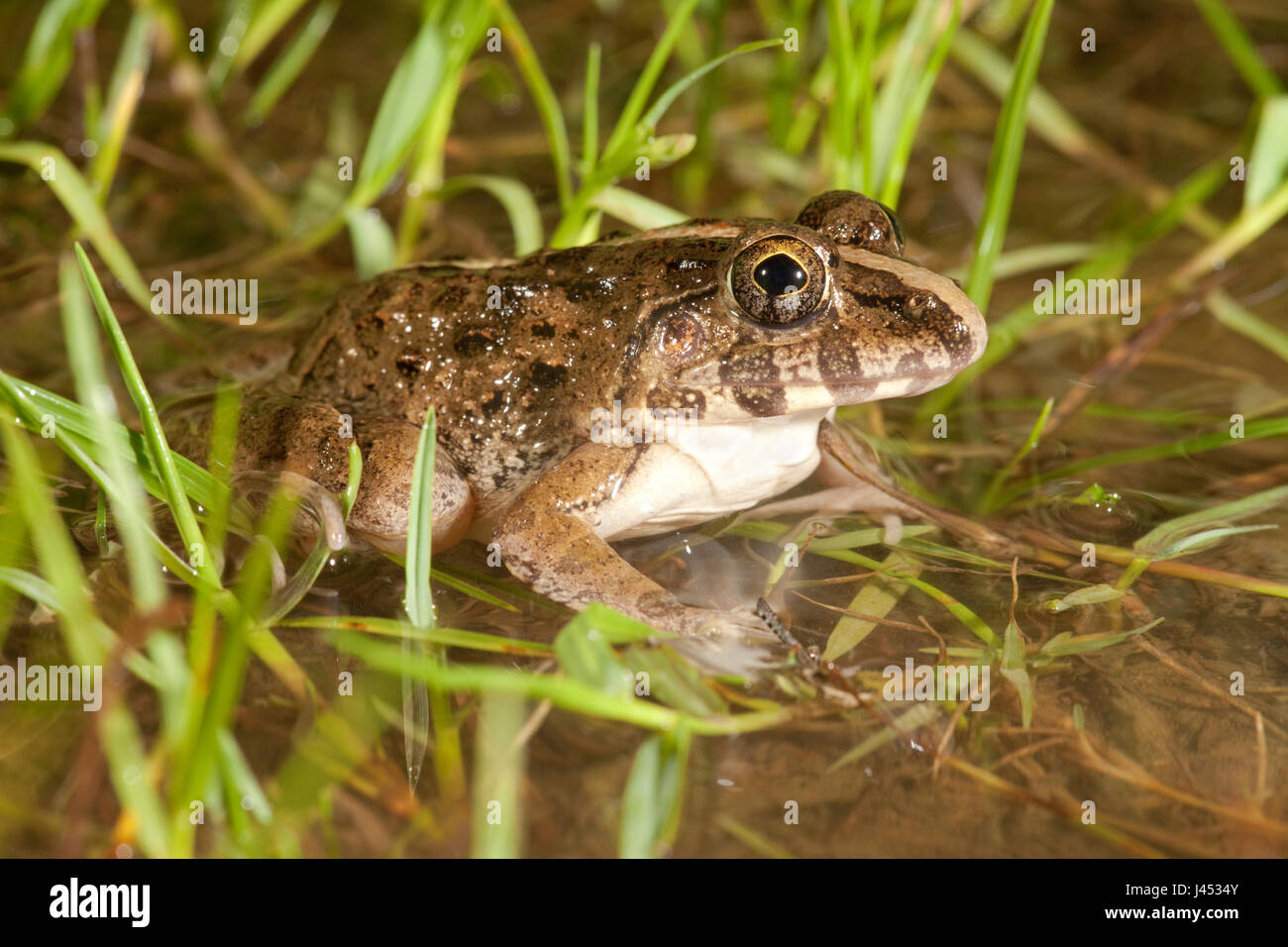 photo of a grass frog in a rainpool between grass Stock Photo