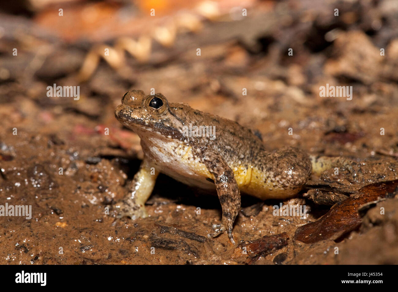 photo of a yellow-bellied puddle frog Stock Photo