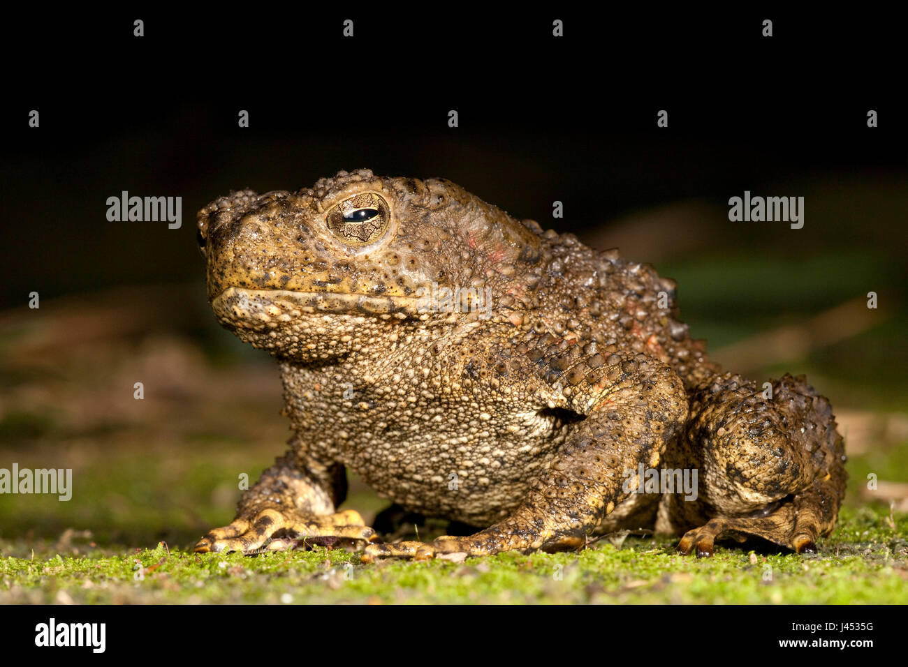 Foto van een enorme pad (Bufo Juxtasper); photo of the enormous giant river toad; Stock Photo