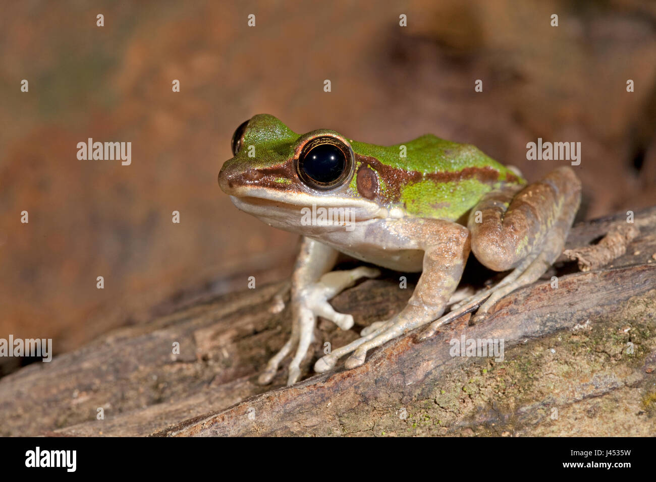 photo of a poisonous rock frog Stock Photo