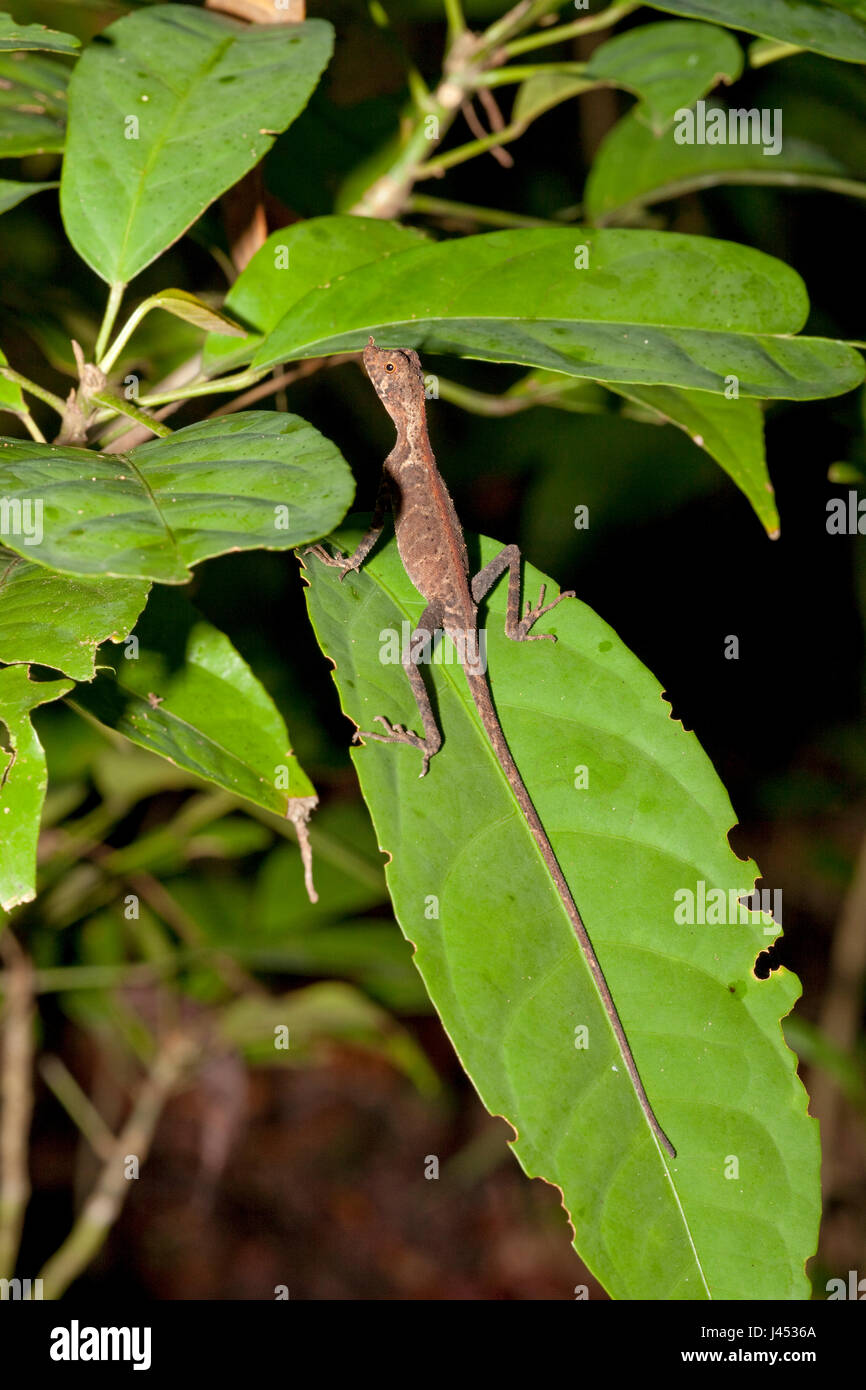 photo of an ornate shrub lizard on a green leaf Stock Photo
