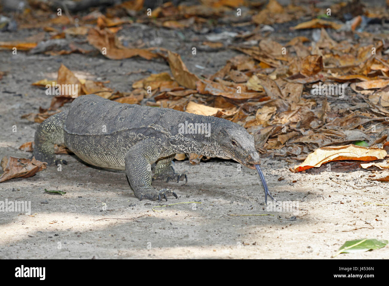photo of a water monitor, one of the largest species of lizards on earth Stock Photo