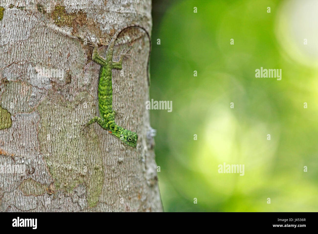 photo of a Horned flying lizard on a tree with a green background Stock Photo