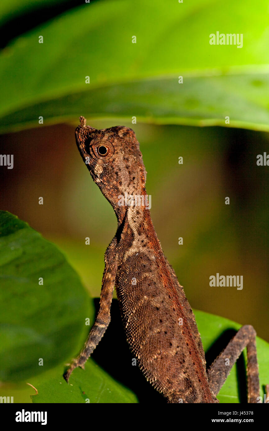 photo of an ornate shrub lizard on a green leaf Stock Photo