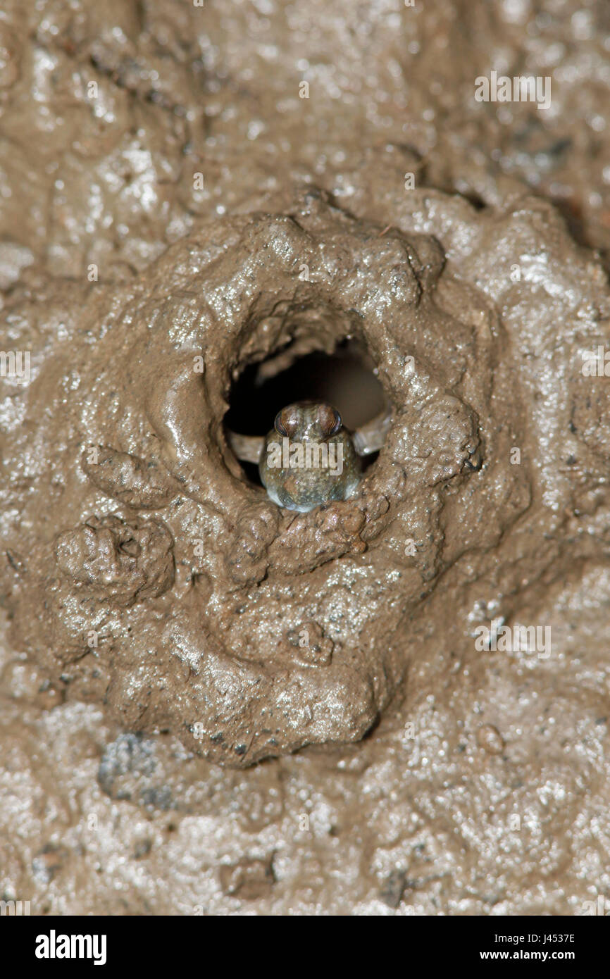 Foto van een slijkspringer, een bijzondere vis die in brakke getijden gebieden leeft en op land voedsel zoekt en zich daarbij voortbeweegt op zijn borstvinnen; photo of a mudskipper, an exceptional fish that walks on land to look for food using its front fins; Stock Photo