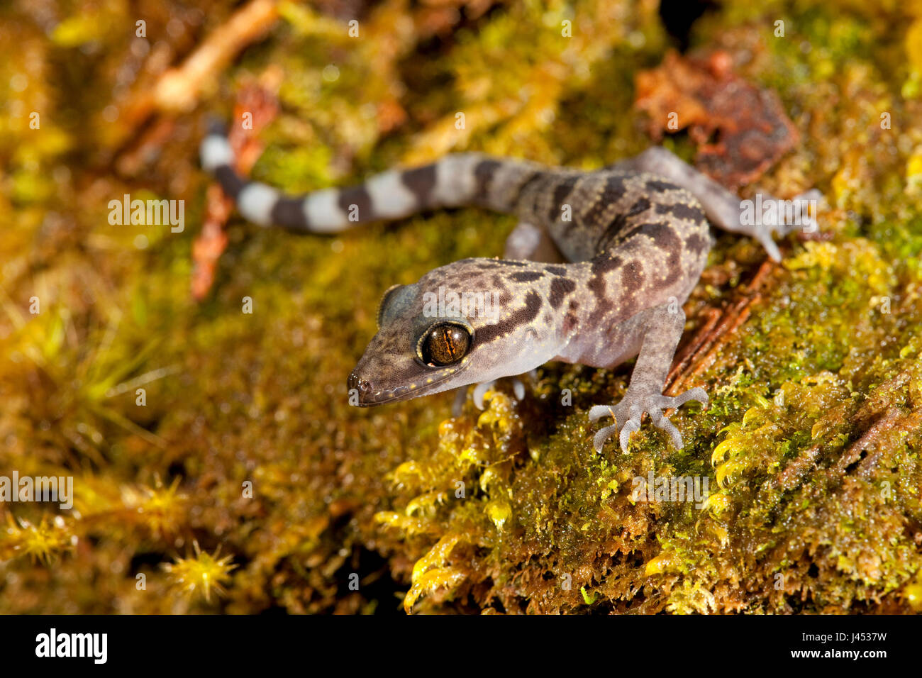 photo of a Kinabalu Bent-toad gecko at night on moss Stock Photo