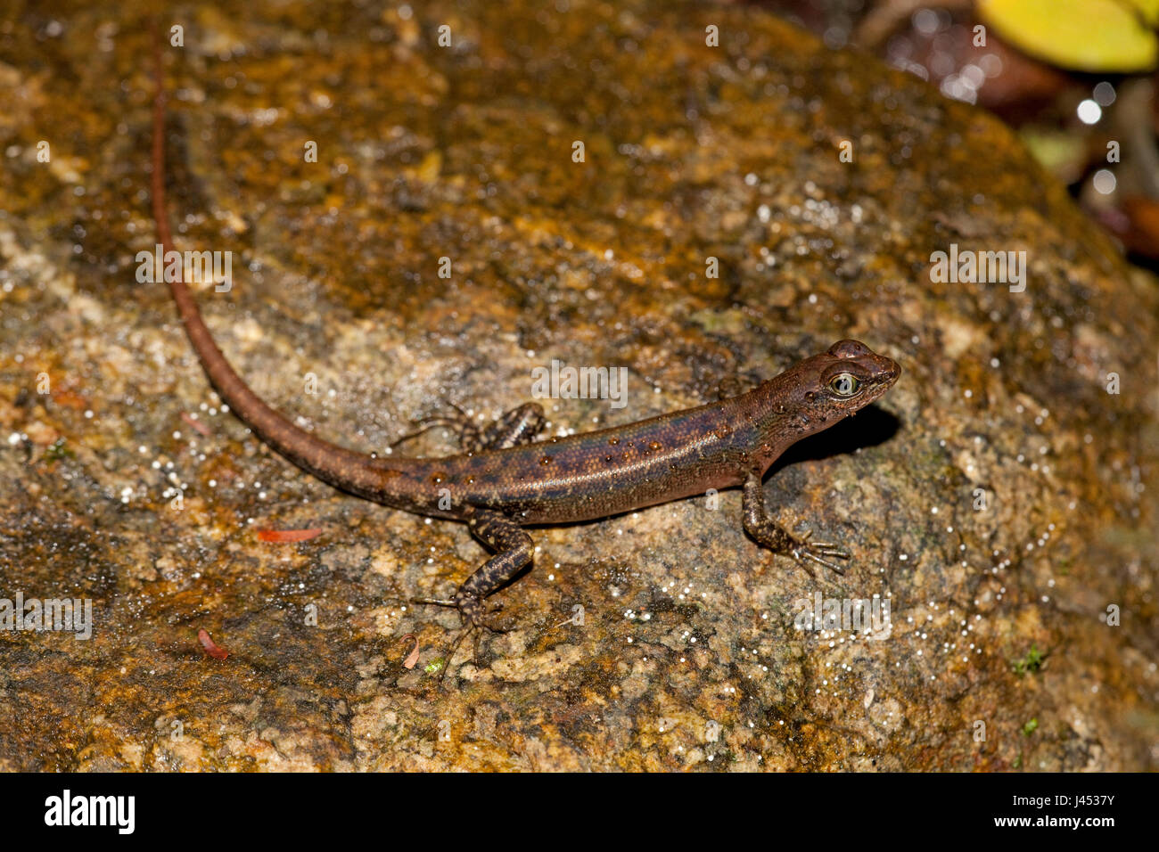 photo of a litter skink on rocks Stock Photo