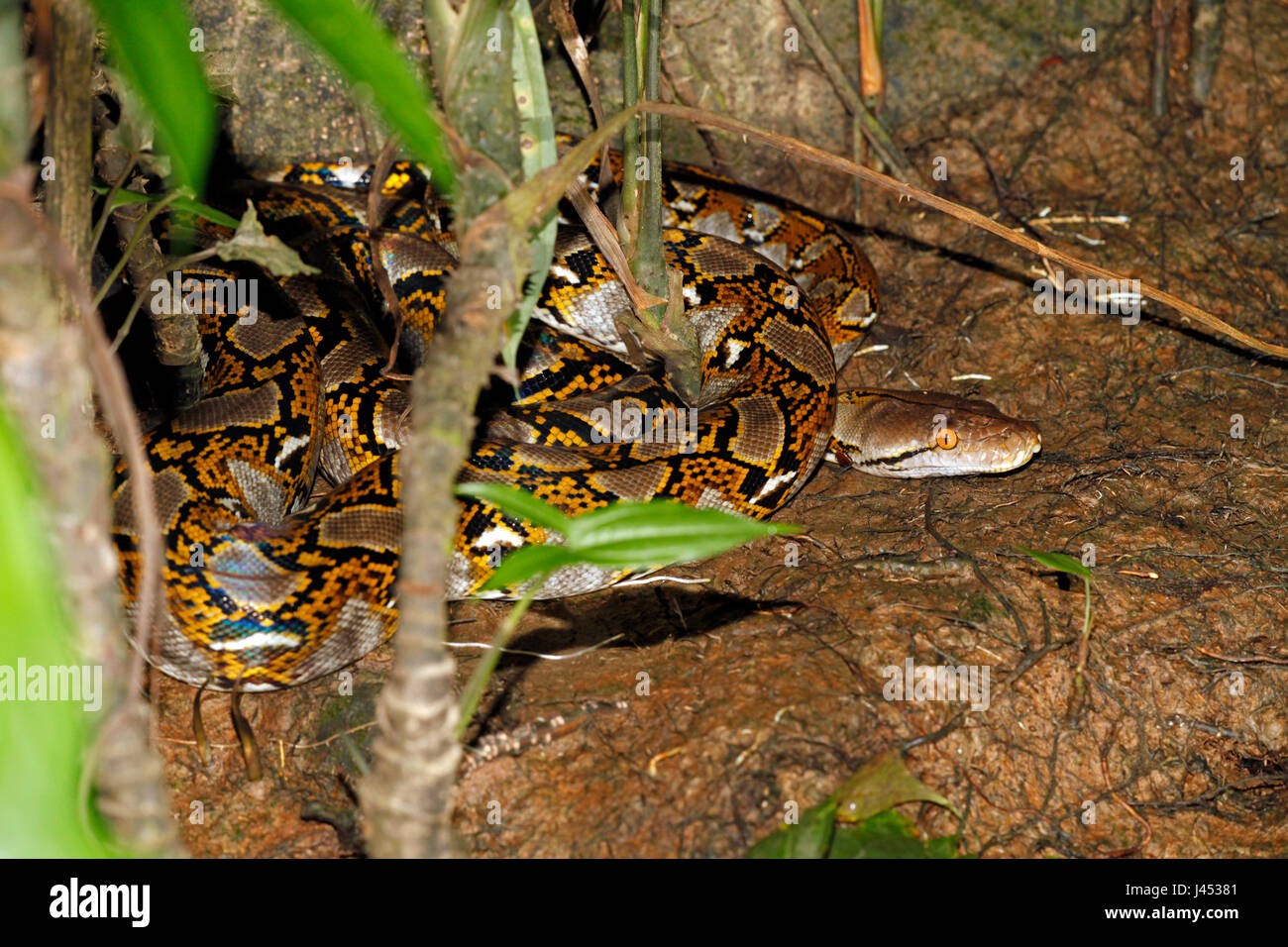 Photo of a reticulated python resting under a tree waiting in ambush for prey Stock Photo