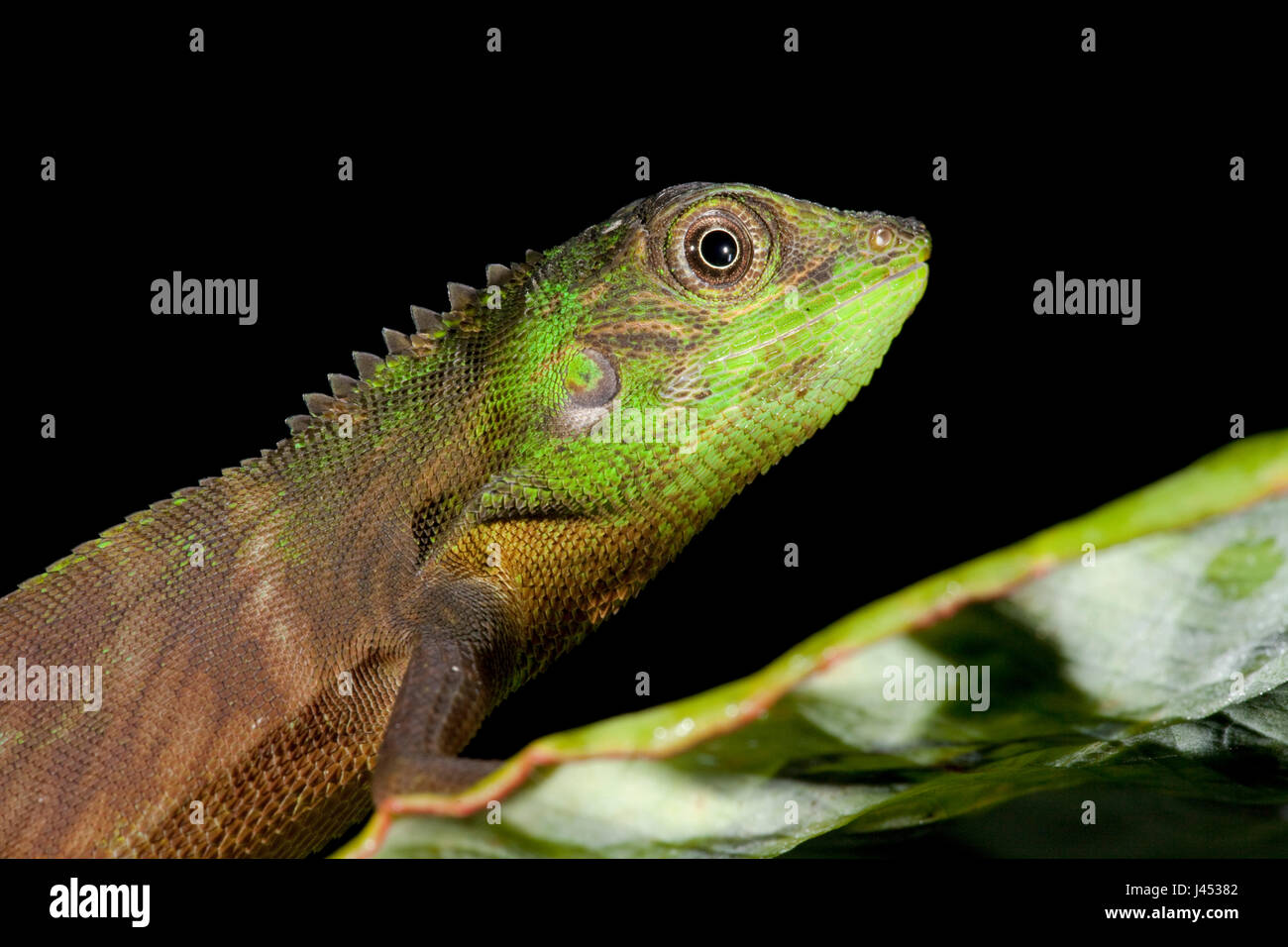 photo of a shrub lizard Stock Photo